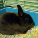 vilniusmilnius2 avatar