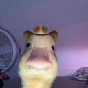 vimeogamemeows avatar