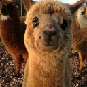 vintage-epoch avatar