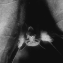 vintage-horror-gifs avatar