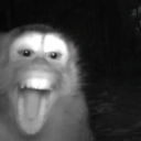 vintageminushka avatar