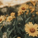 vintagetees-brandnewphone avatar