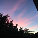 viola-canadensis avatar