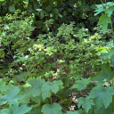 violentmusings avatar