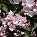 violet-gardens avatar