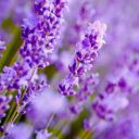 violetamethystlavender avatar