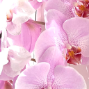 violetandvita avatar