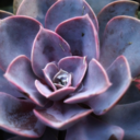 violetcacti avatar