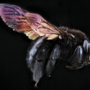 violetcarpenterbee avatar