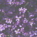 violetflowerfield avatar