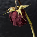 violetmoonlightx avatar