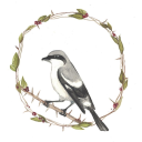 violetsandshrikes avatar