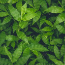 violetsofdawn avatar