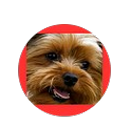 vipdogloversclubfordoglovers avatar