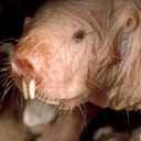 viralencephalitis avatar