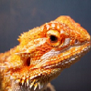 viridianllamasinthesilentspace avatar