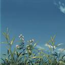 virtualgardenerr avatar