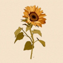 virtualsunflower avatar