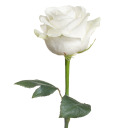 virtuousflower avatar