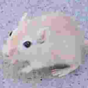 visceralchivo avatar