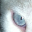 viskili-cikolata avatar