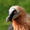 vitaminwatersupreme avatar