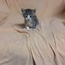 vitermelten117-blog avatar