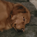 vivid-downfall avatar