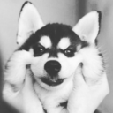 vividordemivida avatar