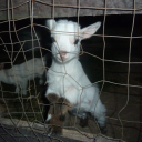 viviennewestwoodchild avatar