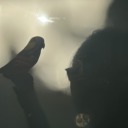 vogelpsittacines avatar