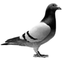 vogeltaube avatar