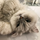 voiceofthesoul avatar