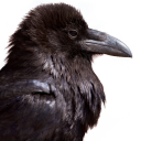 void-raven avatar