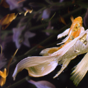 voidcallinghome avatar