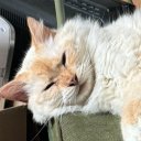 voidwardenalex avatar