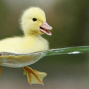 vonduckling avatar