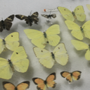 vosspics-blog avatar