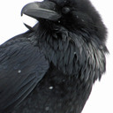 voxcorvidae avatar