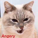 vulcangat0 avatar