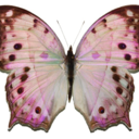 vulnerableirl avatar