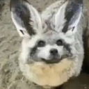 vulpesversipellis avatar