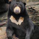 vulpix29tails avatar