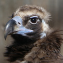 vulture-appreciation avatar