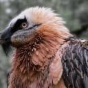 vulture-feathers avatar