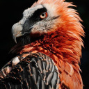 vulture-thing-47 avatar