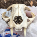 vulturegroove avatar