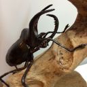 vulturesawake avatar