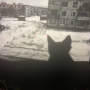 vulturesinthefrontyard avatar