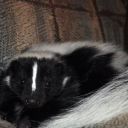 w3stcoastsm0ker avatar